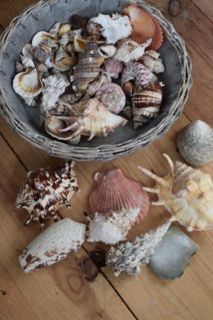 Muscheln Muschel-Mix für deine Sommerdeko. Maritime Deko mit Strand Flair. Tischdeko Sommer