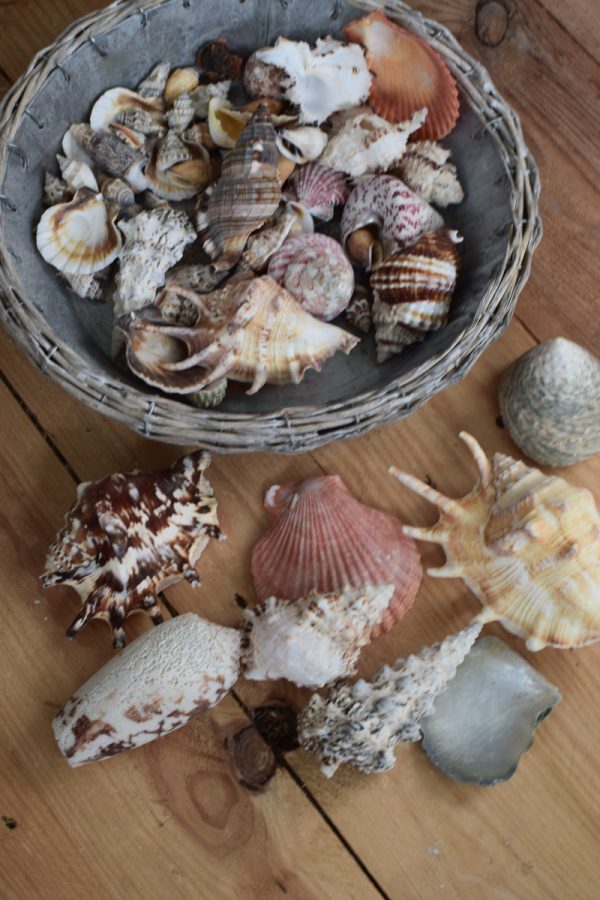 Muscheln Muschel-Mix für deine Sommerdeko. Maritime Deko mit Strand Flair. Tischdeko Sommer