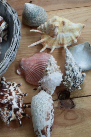 Muscheln Muschel-Mix für deine Sommerdeko. Maritime Deko mit Strand Flair. Tischdeko Sommer