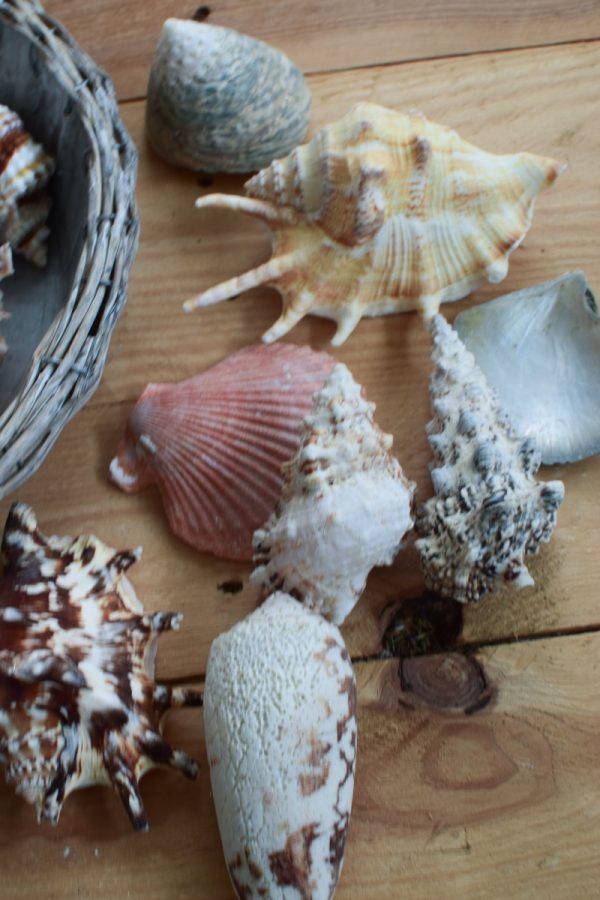 Muscheln Muschel-Mix für deine Sommerdeko. Maritime Deko mit Strand Flair. Tischdeko Sommer