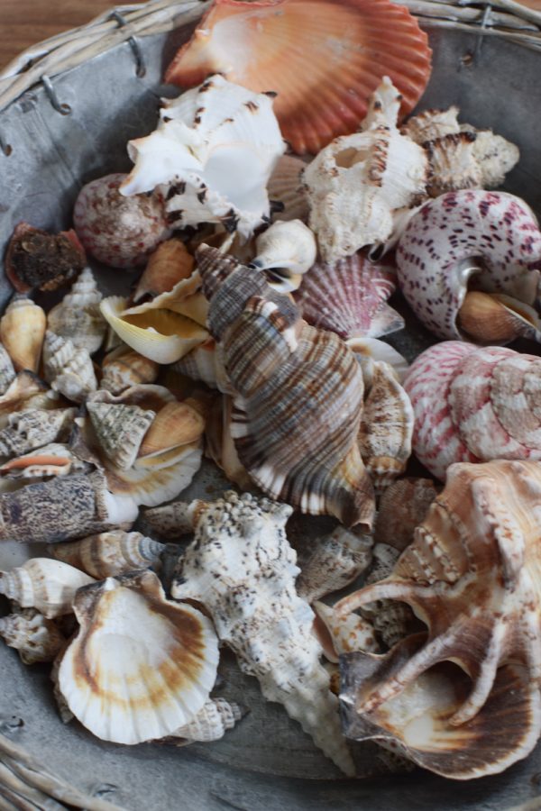 Muscheln Muschel-Mix für deine Sommerdeko. Maritime Deko mit Strand Flair. Tischdeko Sommer