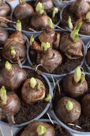 Narzisse bridal crown im Topf. Frühlingsblüher Frühlingsdeko mit Naturmaterialien Topfpflanze