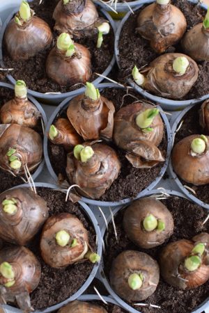 Narzisse bridal crown im Topf. Frühlingsblüher Frühlingsdeko mit Naturmaterialien Topfpflanze