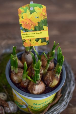 Narzisse gefüllt im Topf. Frühlingsblüher Frühlingsdeko mit Naturmaterialien Topfpflanze