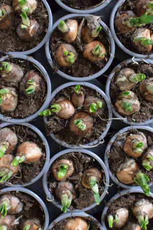 Narzisse im Topf. Frühlingsblüher Frühlingsdeko mit Naturmaterialien Topfpflanze