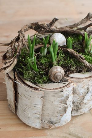 Narzisse im Topf. Frühlingsblüher Frühlingsdeko mit Naturmaterialien Topfpflanze