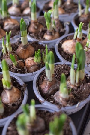 Narzisse im Topf. Frühlingsblüher Frühlingsdeko mit Naturmaterialien Topfpflanze