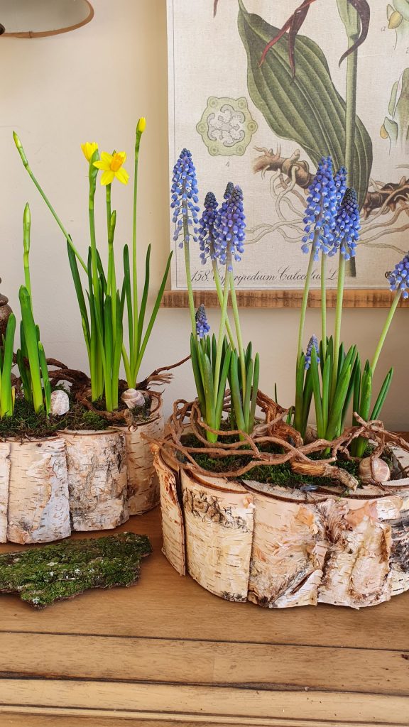 Dekoidee mit Frühlingsblühern Narzissen und Muscari in der Schale. Frühlingsdeko Dekoidee im Mrs Greenery Shop bestellen