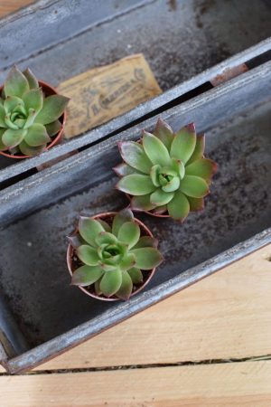 Naturdeko mit Mini Sukkulenten Echeveria vom Mrs Greenery Shop. Deko mit Pflanzen Pflanzendeko