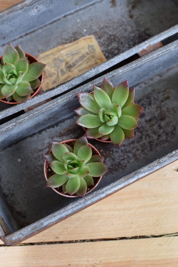 Naturdeko mit Mini Sukkulenten Echeveria vom Mrs Greenery Shop. Deko mit Pflanzen Pflanzendeko