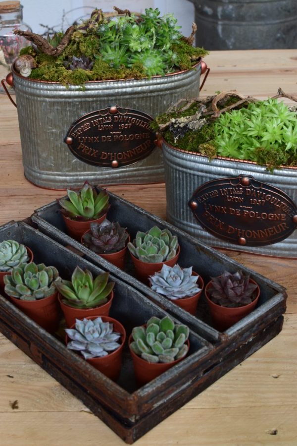 Naturdeko mit Mini Sukkulenten Echeveria vom Mrs Greenery Shop. Deko mit Pflanzen Pflanzendeko