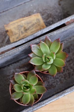 Naturdeko mit Mini Sukkulenten Echeveria vom Mrs Greenery Shop. Deko mit Pflanzen Pflanzendeko