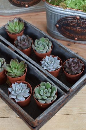 Naturdeko mit Mini Sukkulenten Echeveria vom Mrs Greenery Shop. Deko mit Pflanzen Pflanzendeko