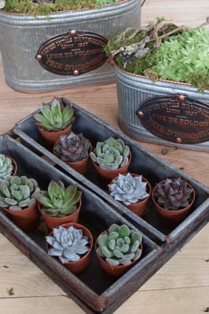 Naturdeko mit Mini Sukkulenten Echeveria vom Mrs Greenery Shop. Deko mit Pflanzen Pflanzendeko