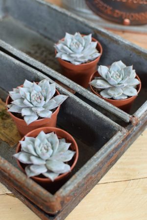 Naturdeko mit Mini Sukkulenten Echeveria vom Mrs Greenery Shop. Deko mit Pflanzen Pflanzendeko