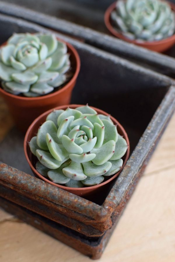 Naturdeko mit Mini Sukkulenten Echeveria vom Mrs Greenery Shop. Deko mit Pflanzen Pflanzendeko