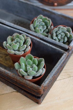 Naturdeko mit Mini Sukkulenten Echeveria vom Mrs Greenery Shop. Deko mit Pflanzen Pflanzendeko