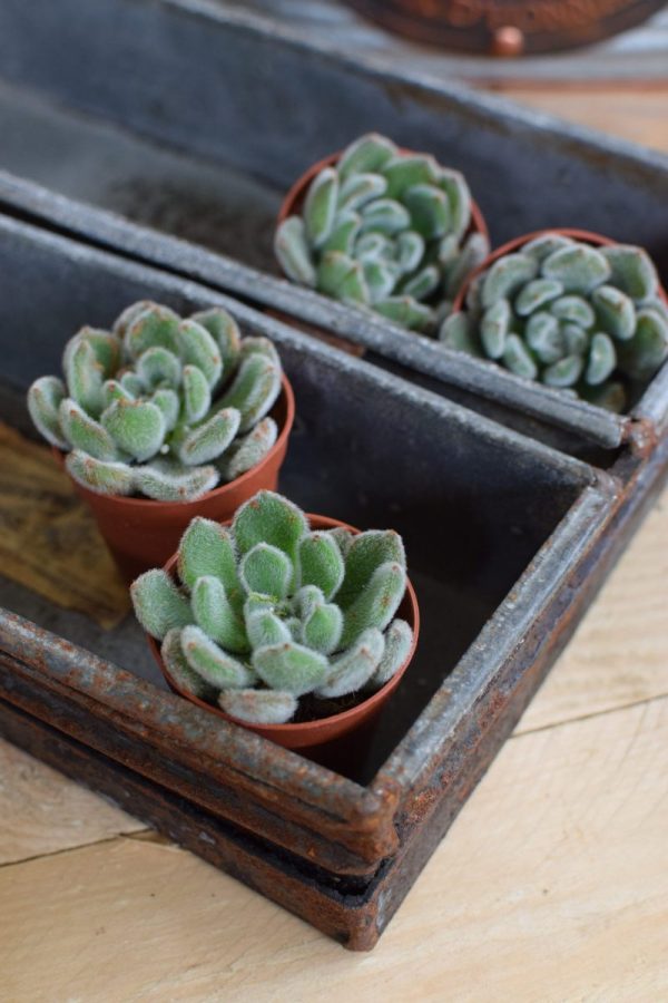 Naturdeko mit Mini Sukkulenten Echeveria vom Mrs Greenery Shop. Deko mit Pflanzen Pflanzendeko