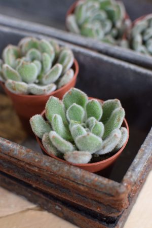 Naturdeko mit Mini Sukkulenten Echeveria vom Mrs Greenery Shop. Deko mit Pflanzen Pflanzendeko