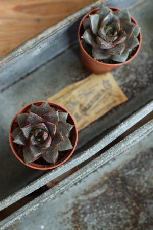 Naturdeko mit Mini Sukkulenten Echeveria vom Mrs Greenery Shop. Deko mit Pflanzen Pflanzendeko