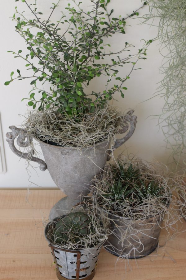 Naturdeko mit Sukkulenten und Tillandsien. Naturdeko einfach selbermachen mit Ziegelform. Kreativsein DIY selbermachen