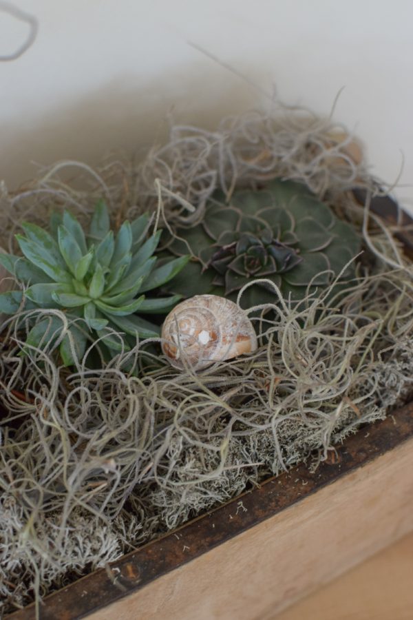 Naturdeko mit Sukkulenten und Tillandsien. Naturdeko einfach selbermachen mit Ziegelform. Kreativsein DIY selbermachen