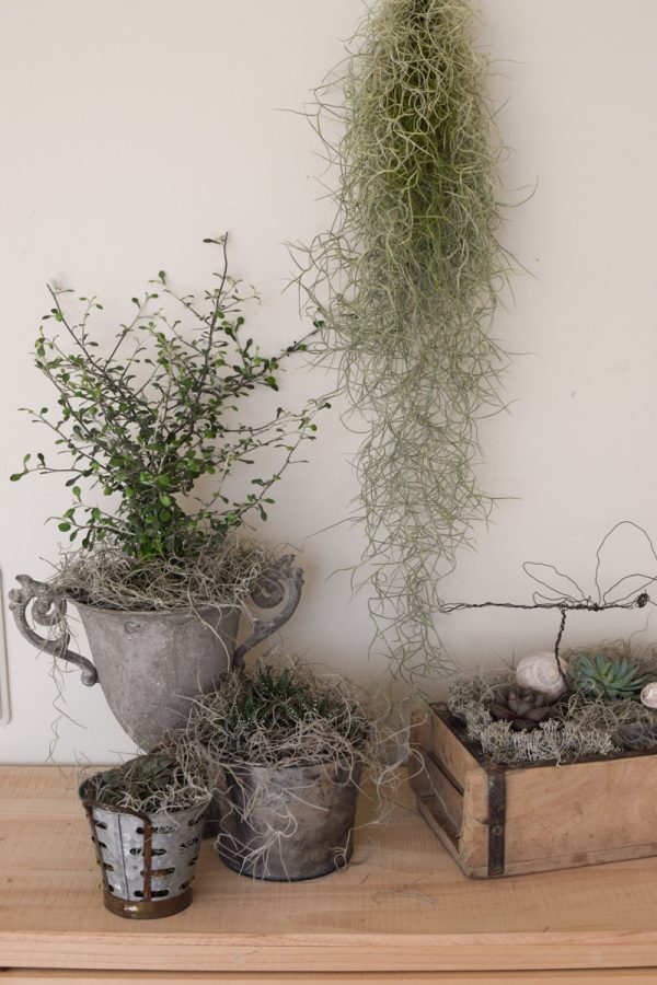 Naturdeko mit Sukkulenten und Tillandsien. Naturdeko einfach selbermachen mit Ziegelform. Kreativsein DIY selbermachen