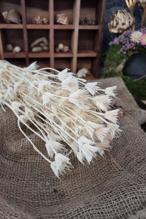 Nigella Jungfer im Grünen creme weiss gebleicht Trockenblumen getrocknet Dekoidee Deko mit Naturmaterialien im Mrs Greenery Shop kaufen bestellen Naturdeko Deko natürlich dekorieren