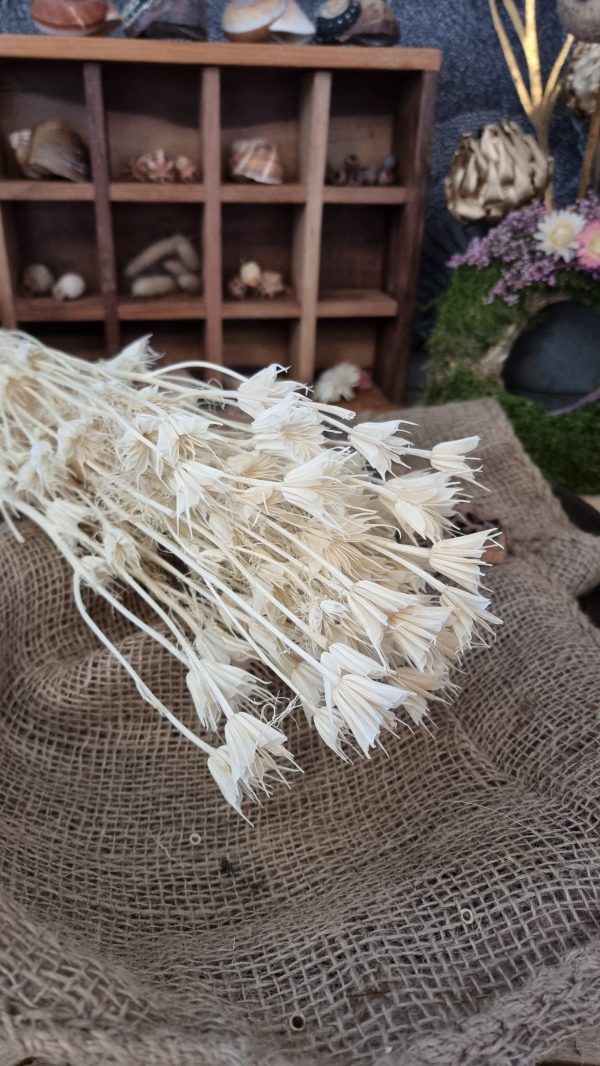 Nigella Jungfer im Grünen creme weiss gebleicht Trockenblumen getrocknet Dekoidee Deko mit Naturmaterialien im Mrs Greenery Shop kaufen bestellen Naturdeko Deko natürlich dekorieren
