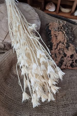 Nigella Jungfer im Grünen creme weiss gebleicht Trockenblumen getrocknet Dekoidee Deko mit Naturmaterialien im Mrs Greenery Shop kaufen bestellen Naturdeko Deko natürlich dekorieren