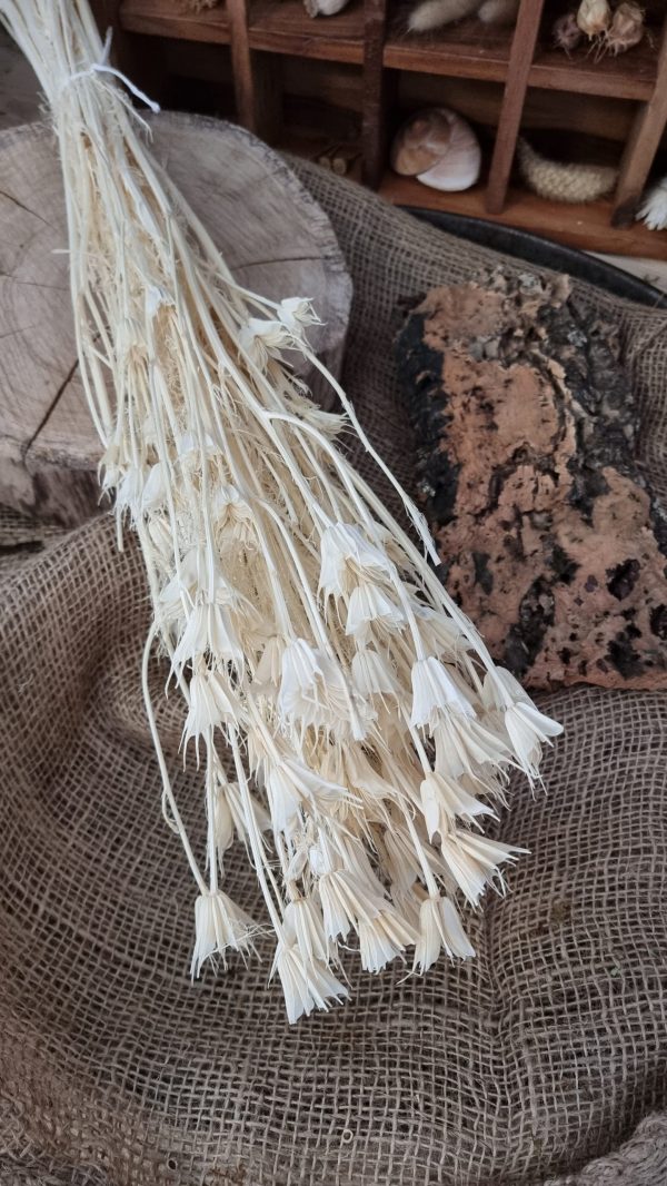 Nigella Jungfer im Grünen creme weiss gebleicht Trockenblumen getrocknet Dekoidee Deko mit Naturmaterialien im Mrs Greenery Shop kaufen bestellen Naturdeko Deko natürlich dekorieren