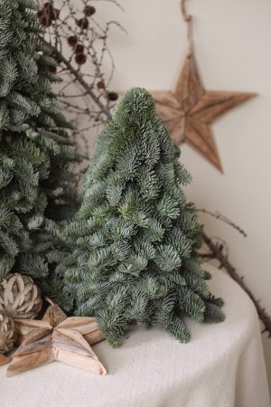 Nobilis Tanne frisch echt 40 cm handarbeit weihnachtsbaum tannenbaum Weihnachstdeko im Mrs Greenery Shop bestellen