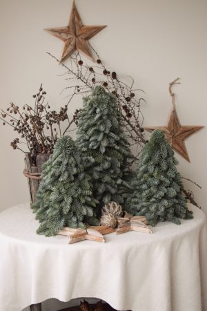 Nobilis Tanne frisch echt 40 und 60 cm handarbeit weihnachtsbaum tannenbaum Weihnachstdeko im Mrs Greenery Shop bestellen