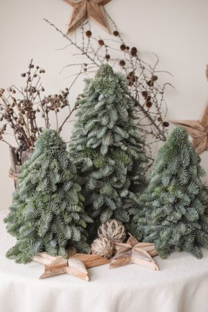 Nobilis Tanne frisch echt 40 und 60 cm handarbeit weihnachtsbaum tannenbaum Weihnachstdeko im Mrs Greenery Shop bestellen