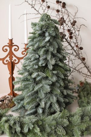 Nobilis Tanne frisch echt 60 cm handarbeit weihnachtsbaum tannenbaum Weihnachstdeko im Mrs Greenery Shop bestellen