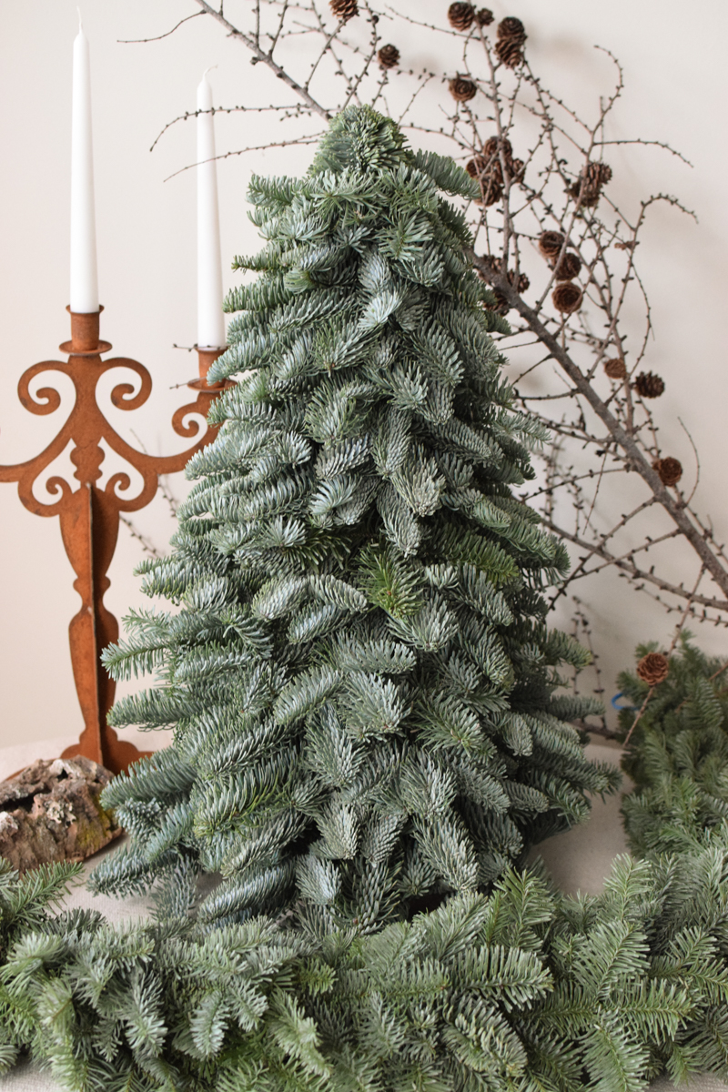 Nobilis Tanne frisch echt 60 cm handarbeit weihnachtsbaum tannenbaum Weihnachstdeko im Mrs Greenery Shop bestellen