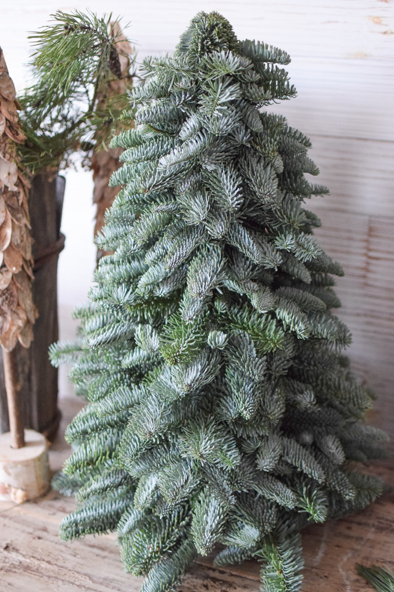 Nobilis Tanne frisch echt 60 cm handarbeit weihnachtsbaum tannenbaum Weihnachstdeko im Mrs Greenery Shop bestellen
