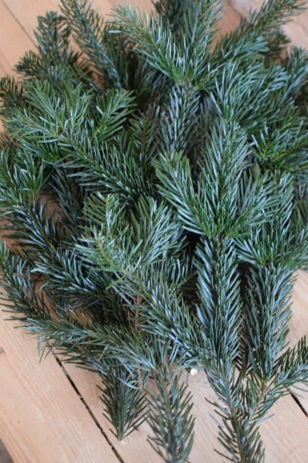 Nordmanntanne Tanne Wintergruen Bund Tannengruen Kranz Kränze binden Weihnachtsgrün Deko