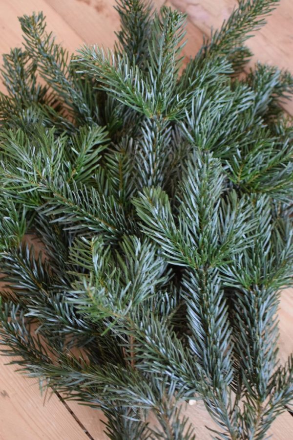 Nordmanntanne Tanne Wintergruen Bund Tannengruen Kranz Kränze binden Weihnachtsgrün Deko