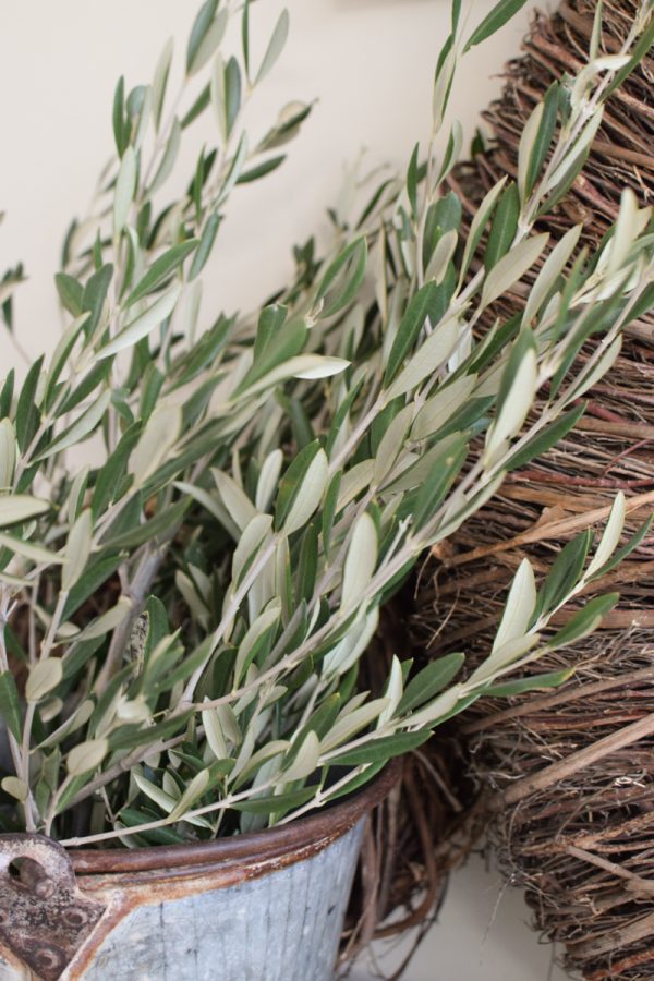Ein Bund Olive Olivenzweige Naturdeko Naturmaterial 1 Bund im Mrs Greenery Shop bestellen