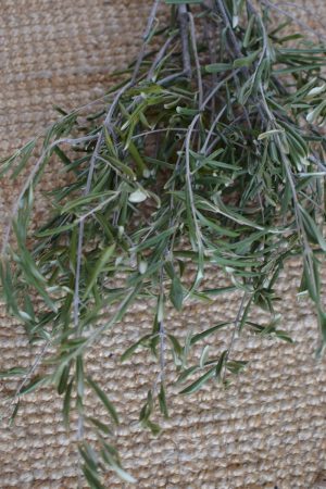 Olive Olivenzweig Bund getrocknet Trockenblumen im Mrs Greenery Shop kaufen bestellen Naturdeko Naturmaterialien basteln kreativsein