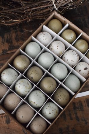 Ostereier Osterdeko gefärbt pastell mix Ostern Osterdeko Dekoeier Hühnereier im Mrs Greenery Shop bestellen