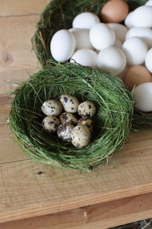 Grasnest Osternest Dekonest aus gefärbtem Gras. Grasnest Osterdeko