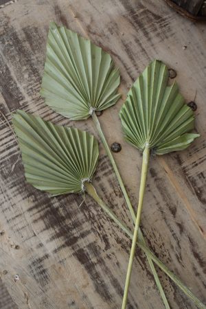 Palmblatt mini Set getrocknet Sommerdeko Trockenblumen im Mrs Greenery Shop bestellen kaufen