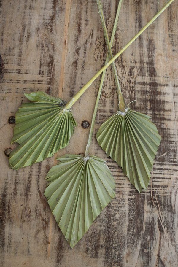 Palmblatt mini Set getrocknet Sommerdeko Trockenblumen im Mrs Greenery Shop bestellen kaufen
