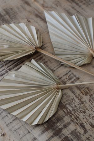 Palmblatt mini Set getrocknet Sommerdeko Trockenblumen im Mrs Greenery Shop bestellen kaufen