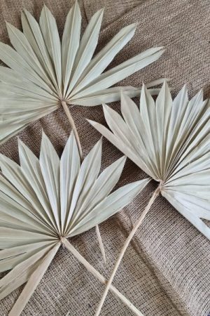 Palmblatt getrocknet grün Trockenblumen exotisch Sommerdeko im Mrs Greenery Shop bestellen kaufen