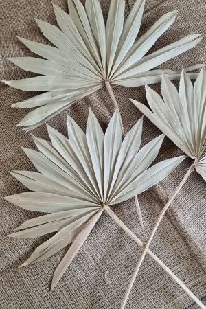Palmblatt getrocknet grün Trockenblumen exotisch Sommerdeko im Mrs Greenery Shop bestellen kaufen