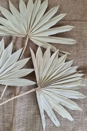 Palmblatt getrocknet grün Trockenblumen exotisch Sommerdeko im Mrs Greenery Shop bestellen kaufen