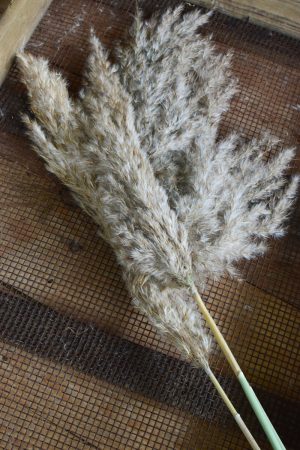 Getrocknetes Pampasgras natur hell braun Das natürliche Deko Highlight. Dauerhaft haltbar und natürlich zum Basteln und Kreativsein